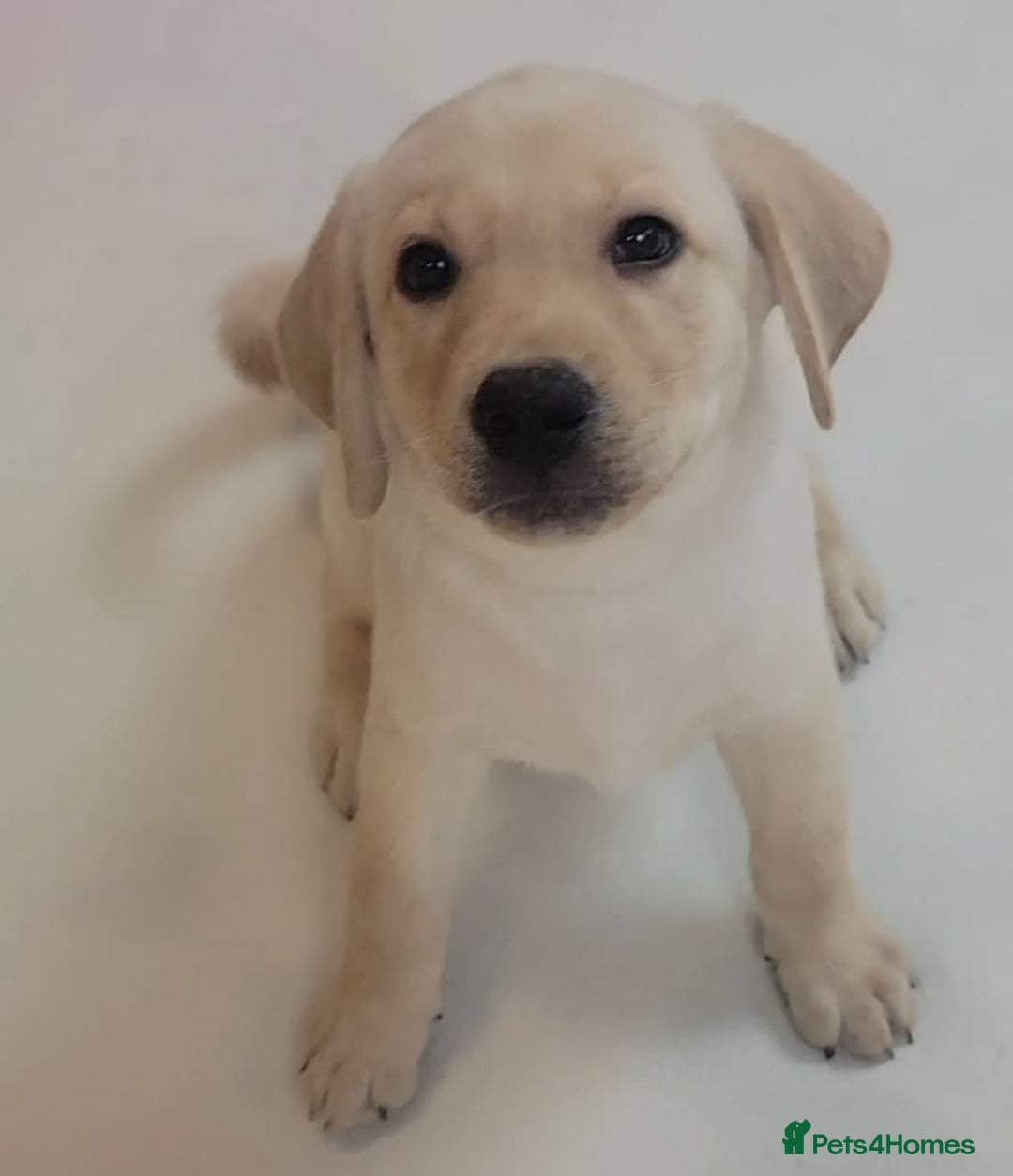 Labrador Retriever dogs for sale: Labrador puppies - Advert 13