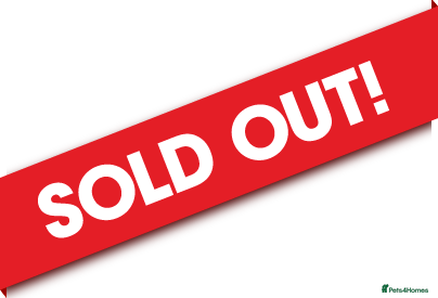 Mixed Breed cats Litter of 6 Kittens - Advert 17