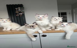 Ragdoll cats for sale: Registered Ragdoll kittens for sale - Image 14