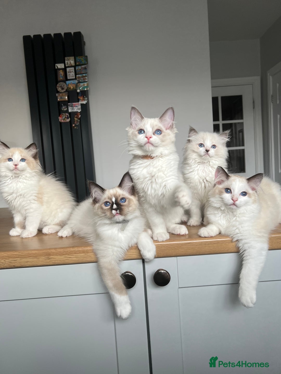 Ragdoll cats for sale: Registered Ragdoll kittens for sale - Image 14