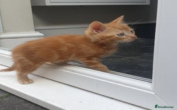 Mixed Breed cats for sale: Adorably beautiful kitten - Image 4