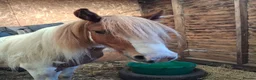 Irish Cob horses for sale: Champ cob cross  in Thatcham - Advert 2