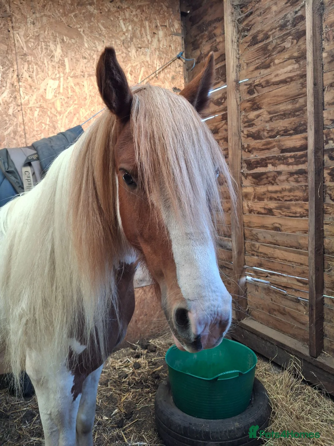Irish Cob horses for sale: Champ cob cross  in Thatcham - Advert 2