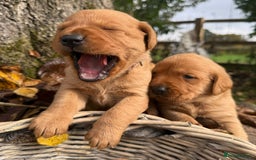 Labrador Retriever dogs for sale: Stunning litter of KC fox red labradors  - Advert 10