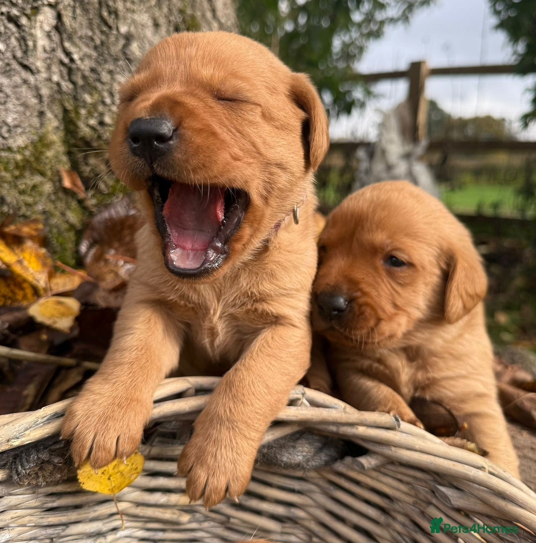 Labrador Retriever dogs for sale: Stunning litter of KC fox red labradors  - Advert 10