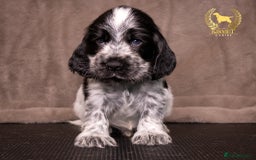 Cocker Spaniel dogs for sale: BEAUTIFUL SHOW TYPE BLUE ROANS - Image 5