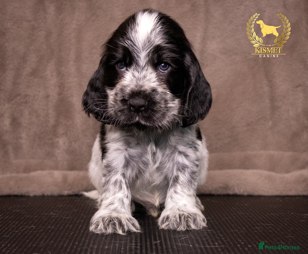 Cocker Spaniel dogs for sale: BEAUTIFUL SHOW TYPE BLUE ROANS - Image 5
