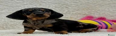 Dachshund 2