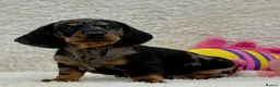 Dachshund dogs for sale: Gorgeous miniature dachshund puppies  - Advert 26