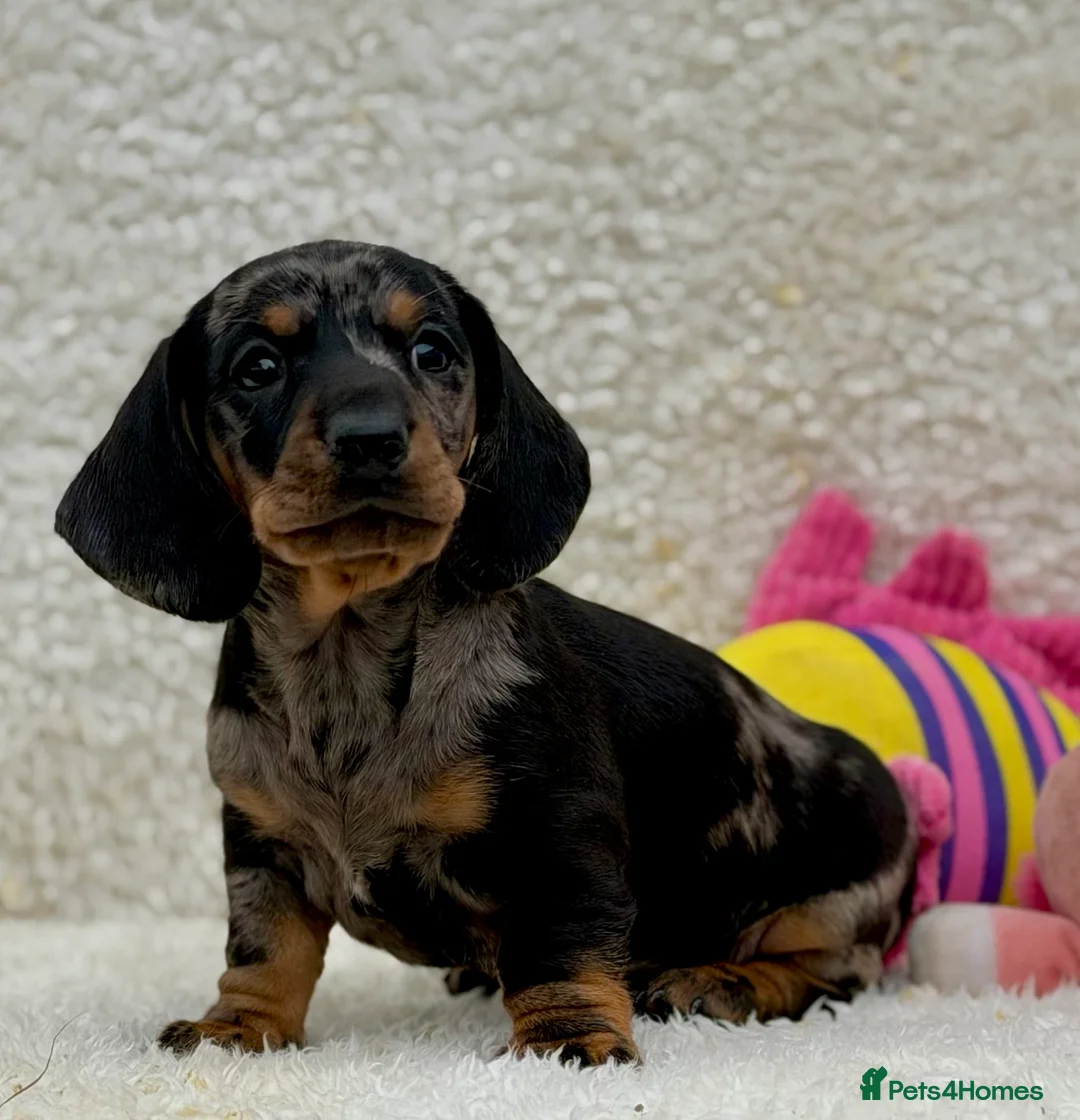 Dachshund dogs for sale: Gorgeous miniature dachshund puppies  - Advert 26
