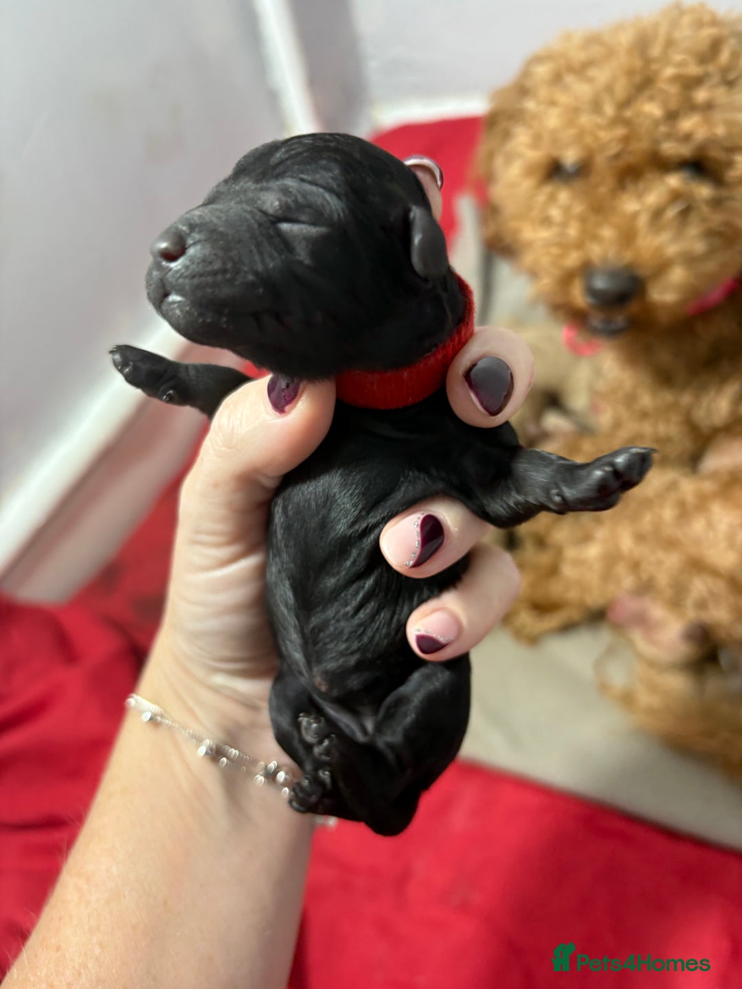 Cavapoochon dogs for sale: Cavapoochon  - Image 7