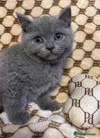 British Shorthair cats Pedigree British shorthair *last male kitten*READY - Advert 6