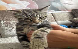Domestic Shorthair cats for sale: Kitten looking for forever home  - Image 2
