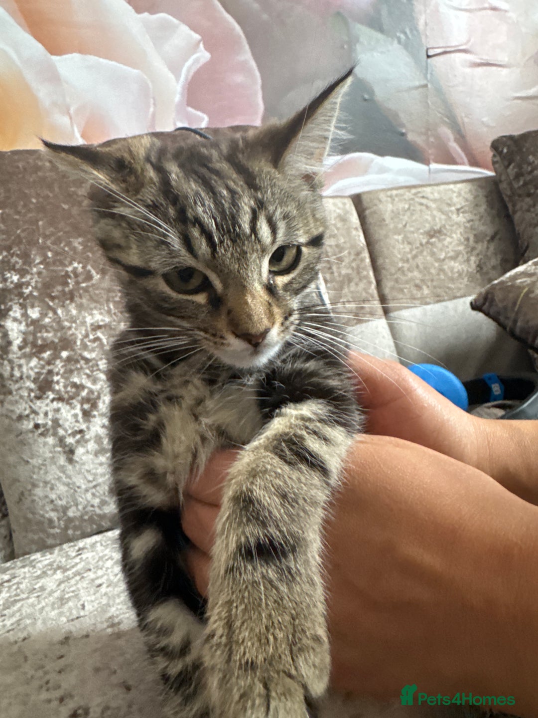 Domestic Shorthair cats for sale: Kitten looking for forever home  - Image 2