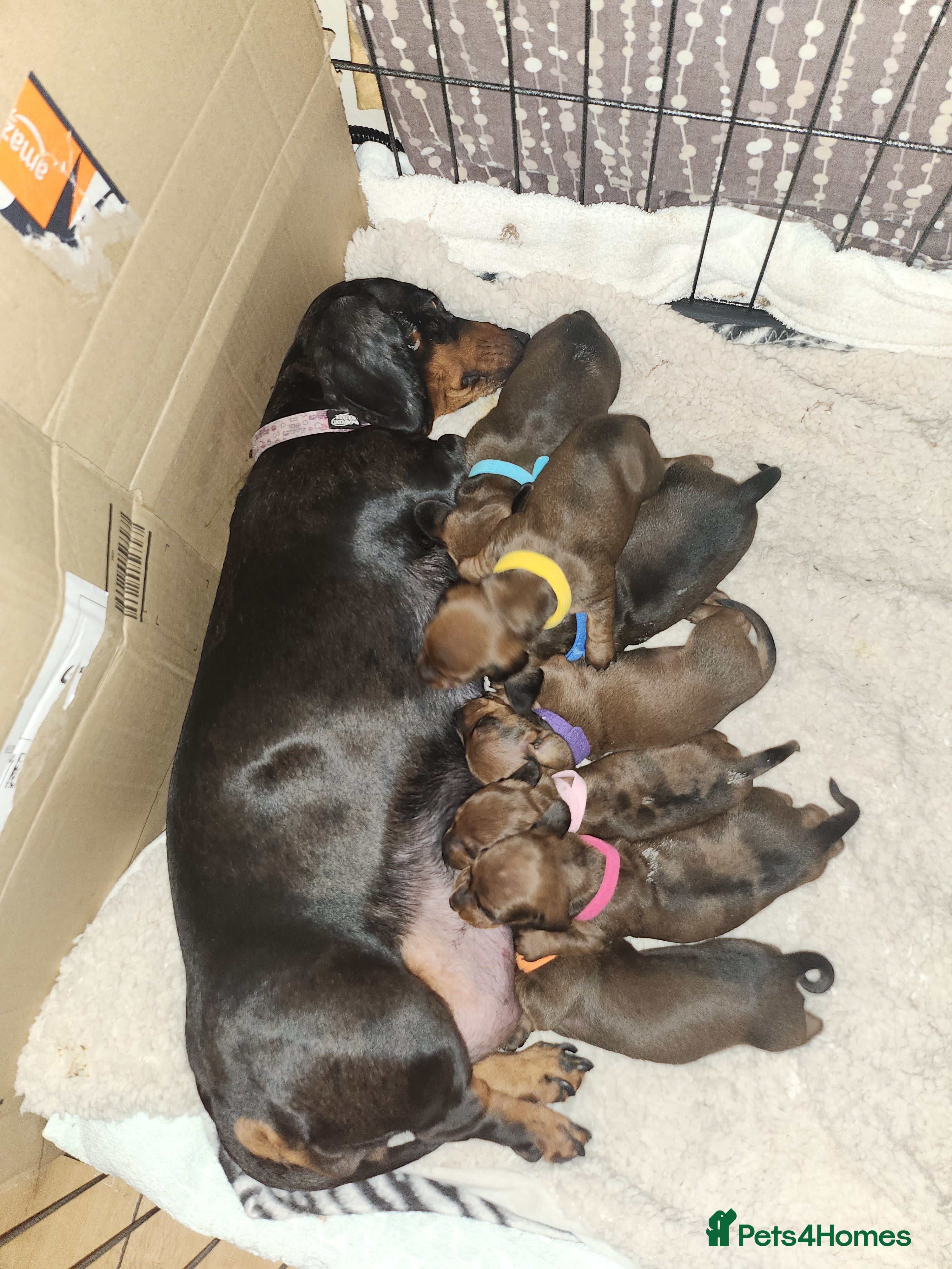 Miniature Dachshund dogs Beautiful short haired minature dauchshunds  - Advert 1