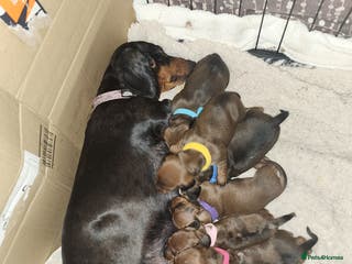 Miniature Dachshund dogs Beautiful minature dachshunds KC registered - Advert 2