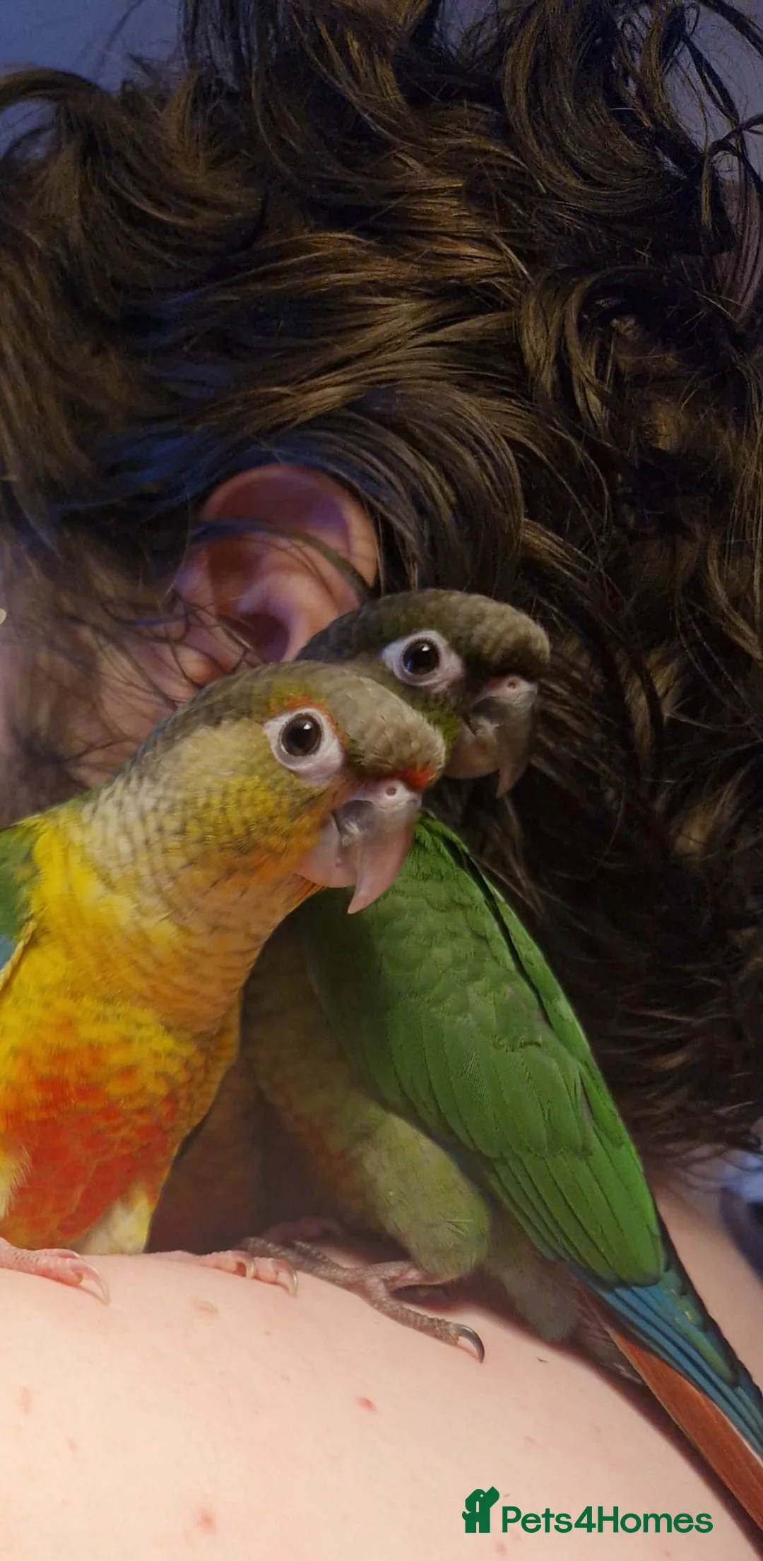 Conures birds for sale: 1 baby yellow front conure hand tame - Advert 1