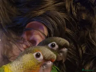 Conures birds 2 baby conures hand tame - Advert 17