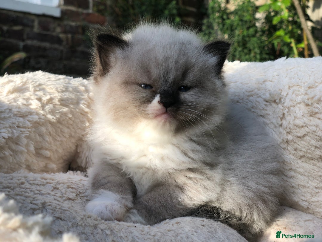 Mixed Breed cats for sale: Chamomile’s kittens - Image 6
