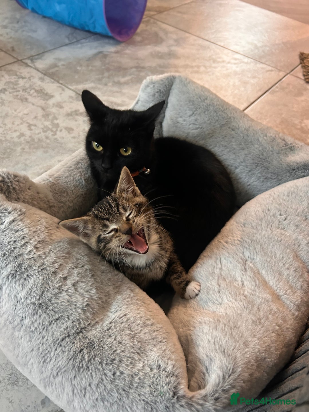 Mixed Breed cats for sale: 3 month old tabby  - Advert 7