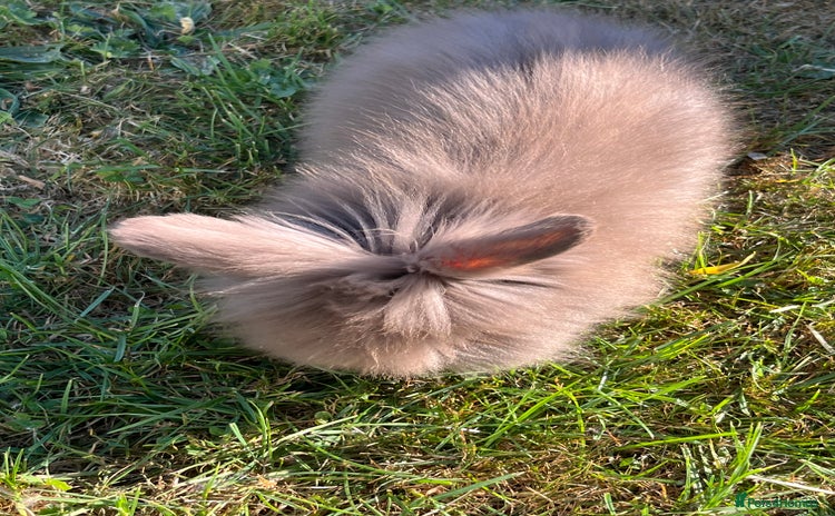 Lionhead rabbits - Advert 1