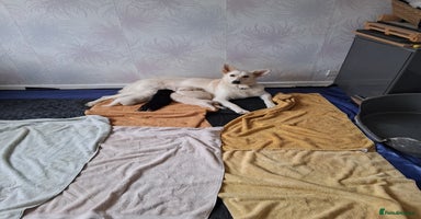 German Shepherd dogs - Advert 11