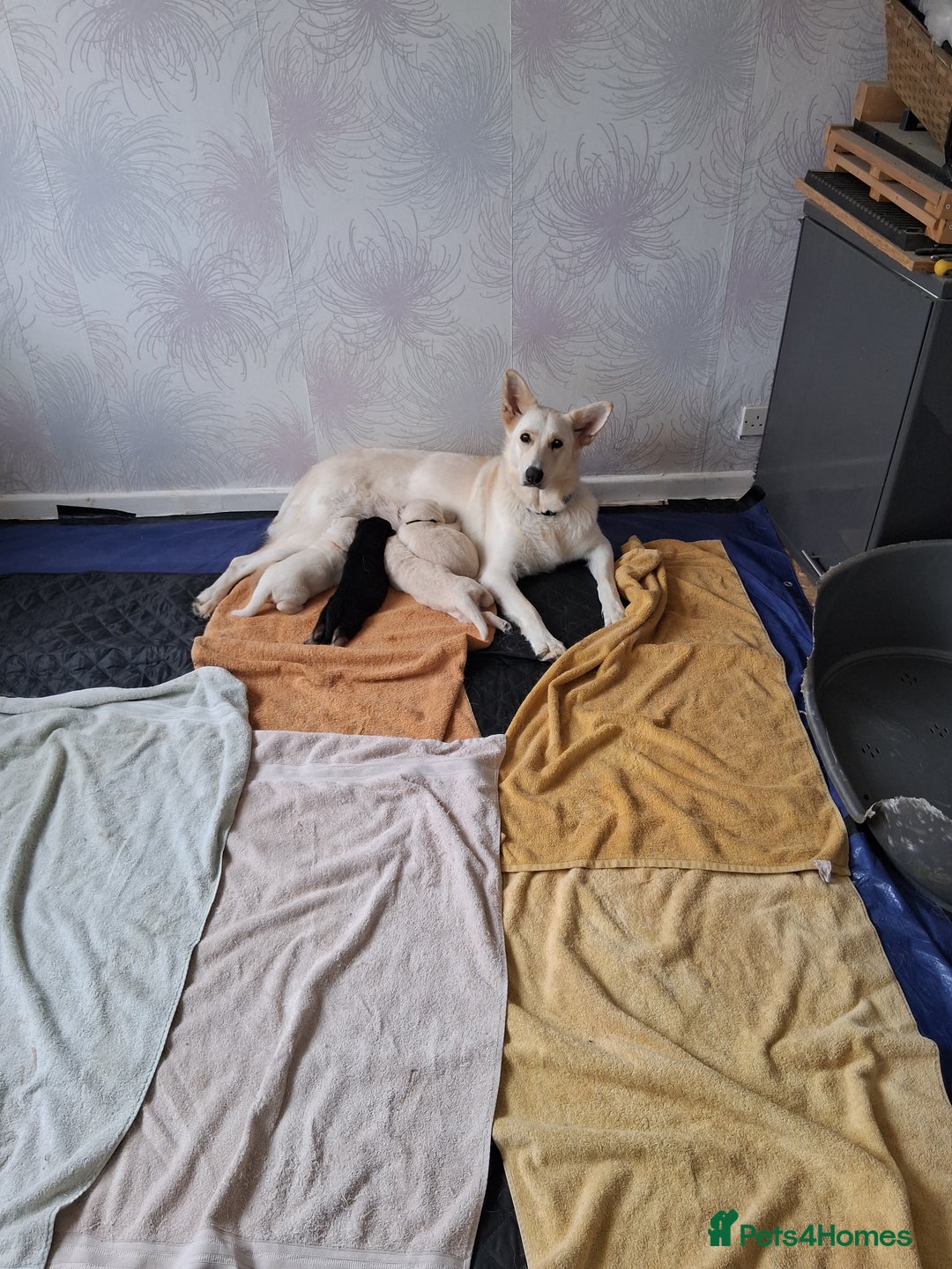 German Shepherd dogs for sale: 2 German shepherd puppies for sale  - Image 3