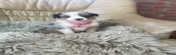 Australian Shepherd dogs for sale: Boys and girls available  - Advert 5