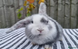 Mini Lop rabbits for sale: Trained French x Mini Lop Bunnies. Please Read! - Image 18