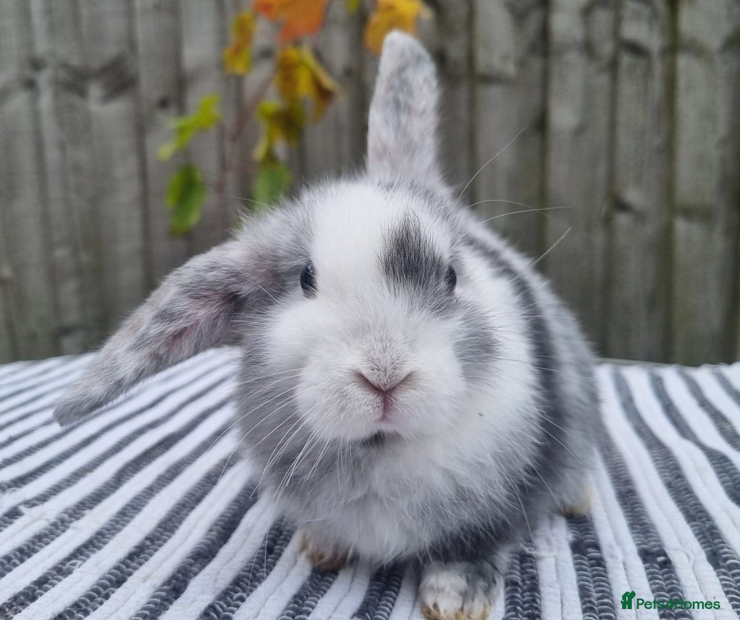 Mini Lop rabbits for sale: Trained French x Mini Lop Bunnies. Please Read! - Image 18