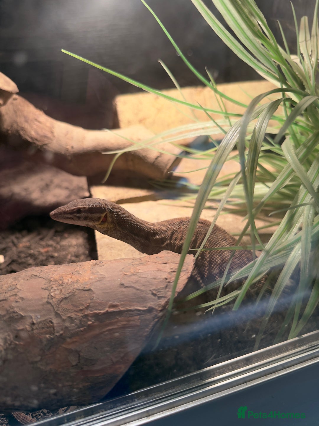 Monitor reptiles for sale: Ackie monitor  - Advert 2