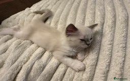 Ragdoll cats for sale: Beautiful kitten Ragdoll  - Image 3