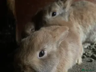 Rex rabbits Mixed gender Rex rabbits for sale - £35 each - Advert 13