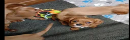 Cavalier King Charles Spaniel dogs for sale: Cute Cavalier boys guaranteed healthy by the vet   - Advert 17