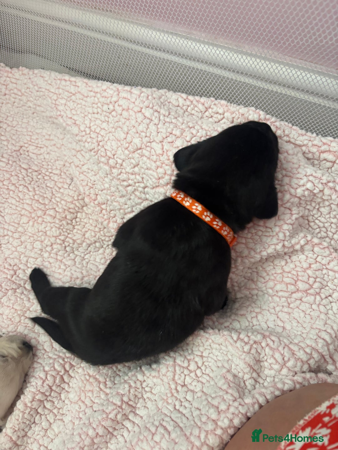 Labrador Retriever dogs for sale: Labrador puppies - Image 13