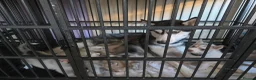 Siberian Husky dogs for sale: Siberian husky - Advert 10