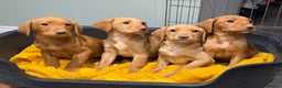 Labrador Retriever dogs for sale: Stunning litter of Fox Red & Yellow Labrador pups - Advert 7