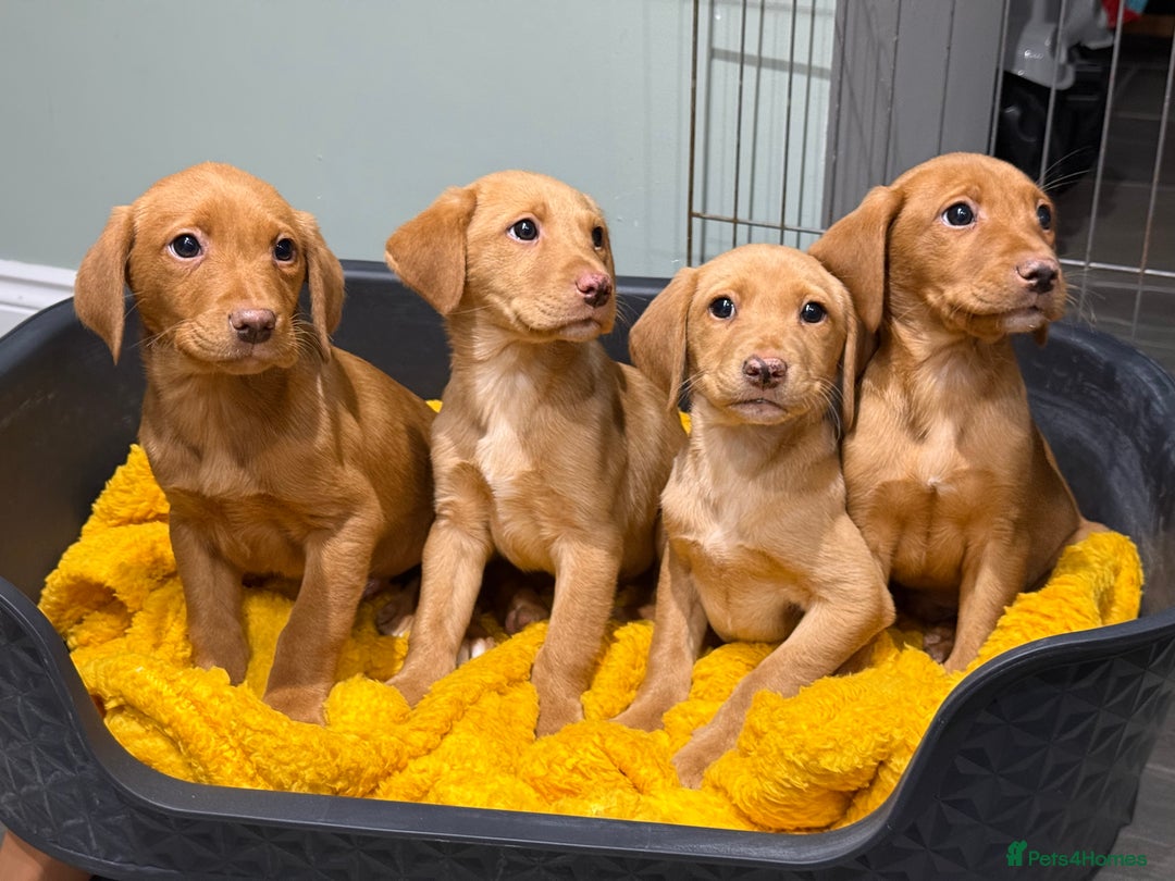 Labrador Retriever dogs for sale: Stunning litter of Fox Red & Yellow Labrador pups - Advert 7