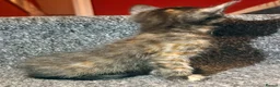 Mixed Breed cats for sale: 5 Mixed Coloured Kittens Available! - Advert 11
