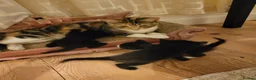 Domestic Shorthair cats for sale: Lovely kittens looking for home - Advert 16