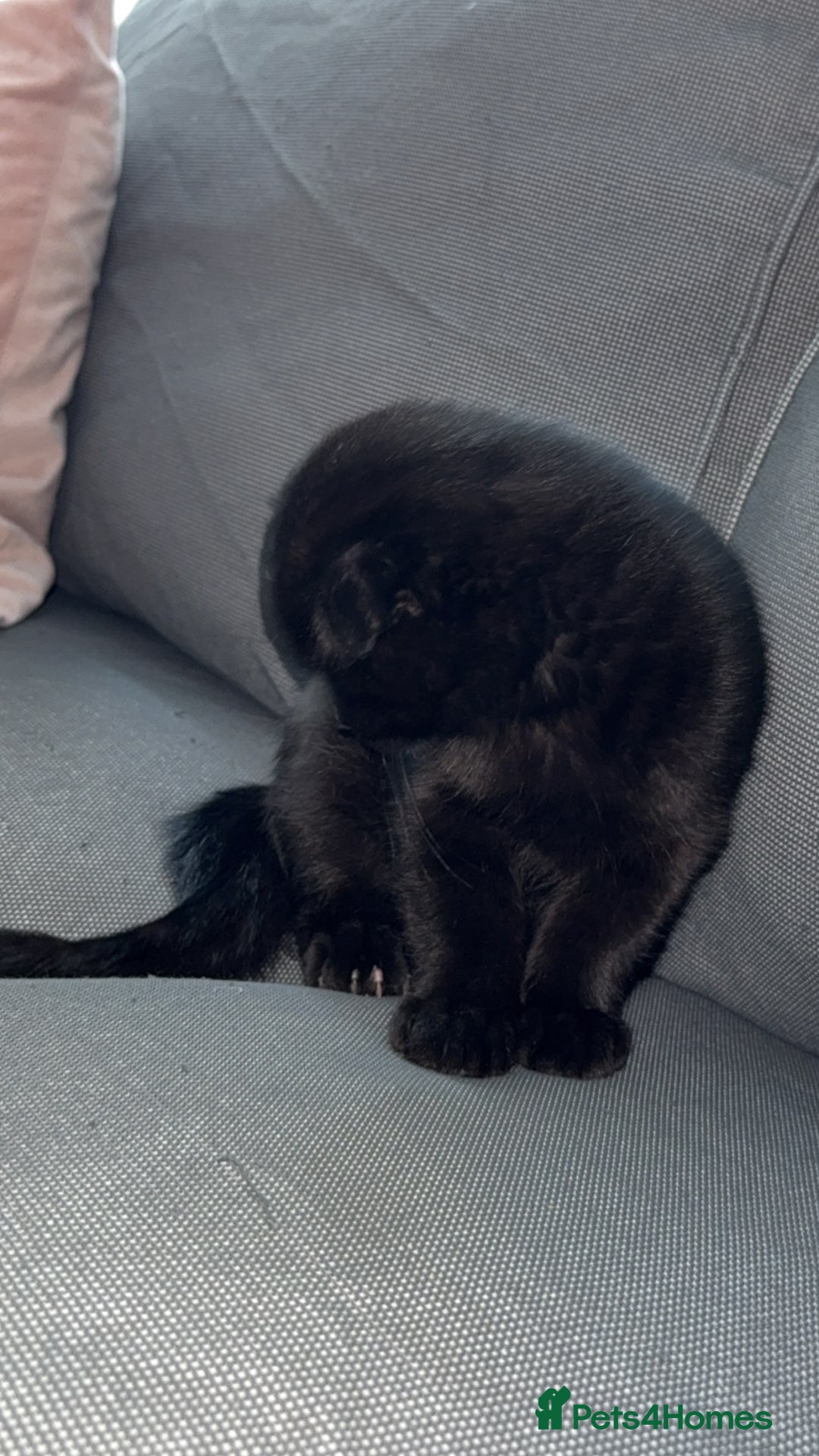 Scottish Fold cats for sale: Scottish fold short hair male  - Advert 2