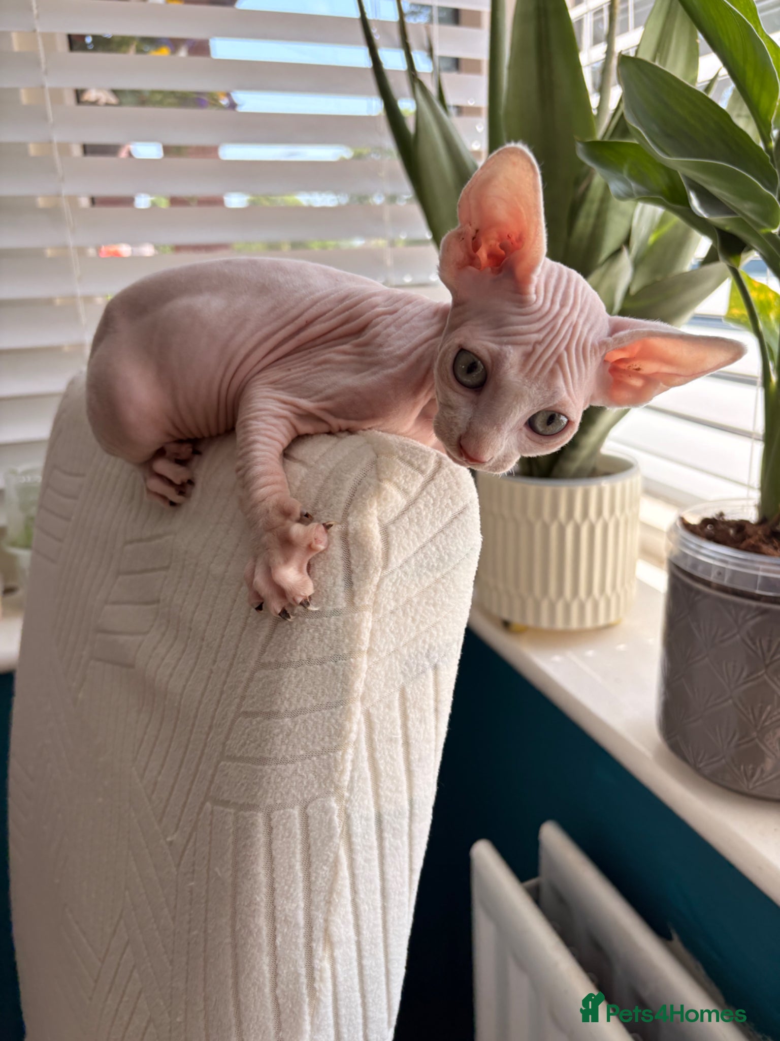 Sphynx cats for sale: Sphynx bambino kittens available 🐈‍⬛🐈 - Advert 9