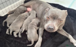 Staffordshire Bull Terrier dogs for sale: 😍😍 BEAUTIFUL & CHUNKY BLUES💙 - Image 35