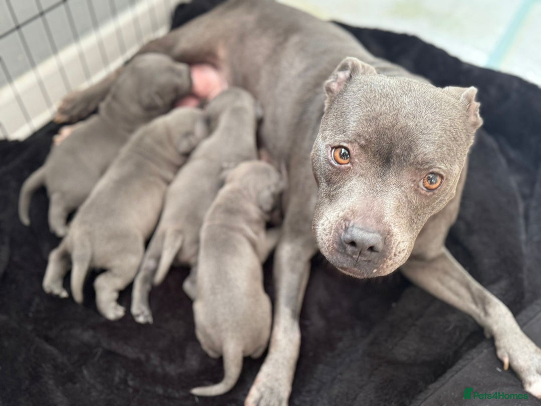 Staffordshire Bull Terrier dogs for sale: 😍😍 BEAUTIFUL & CHUNKY BLUES💙 - Image 35