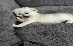 British Longhair cats for sale: ✨ Three adorable British Short/longhair kittens  - Image 8