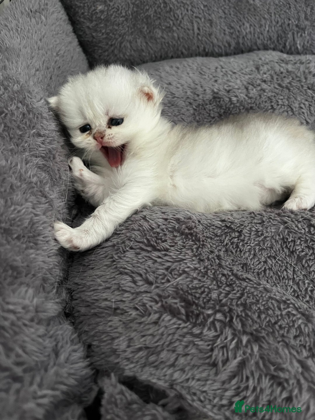 British Longhair cats for sale: ✨ Three adorable British Short/longhair kittens  - Image 8