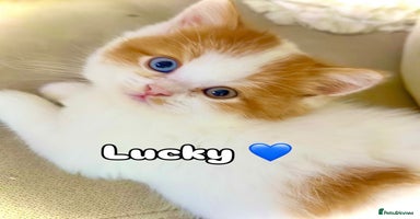 British Shorthair cats - Advert 7