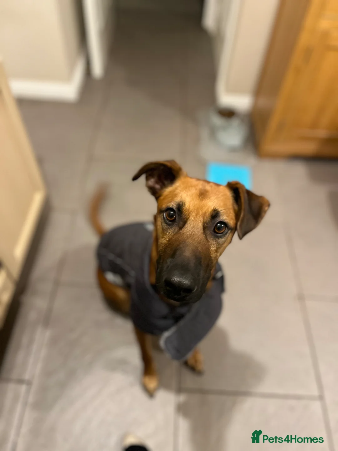 Mixed Breed dogs for sale: Chester ( German shepherd ) “reposted” - Advert 1