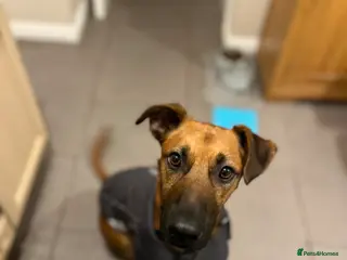 Mixed Breed dogs Chester ( German shepherd ) “reposted” - Advert 8