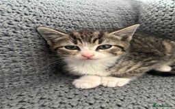 British Shorthair cats for sale: Kittens ready now  - Image 9